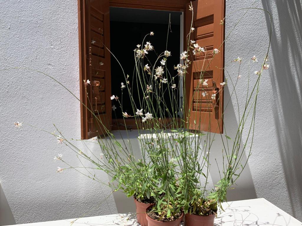 Dominique & Carlos Place Mykonos Town Dış mekan fotoğraf